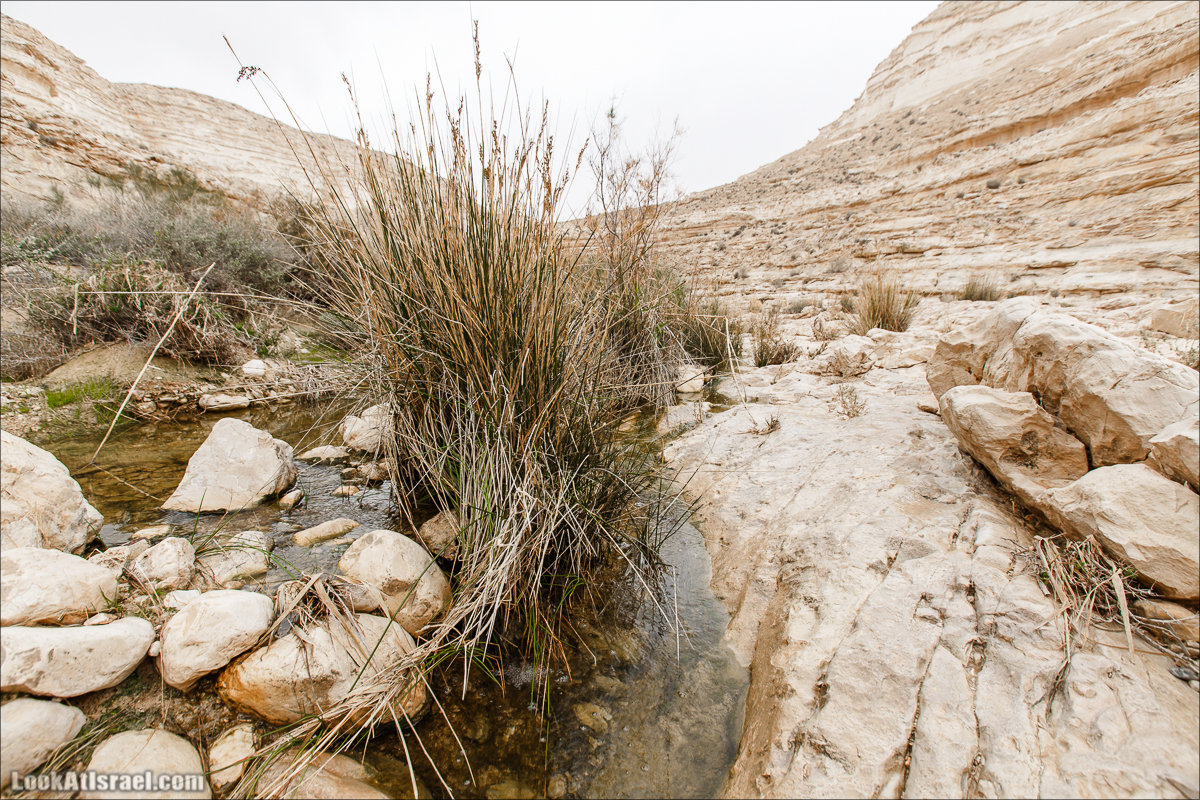 Ручей Акев и источник Эйн Акев в пустыне Негев. LookAtIsrael.com - Фото путешествия по Израилю