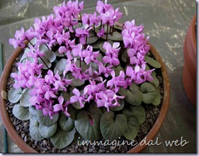 sizedCyclamen coum d&h5536