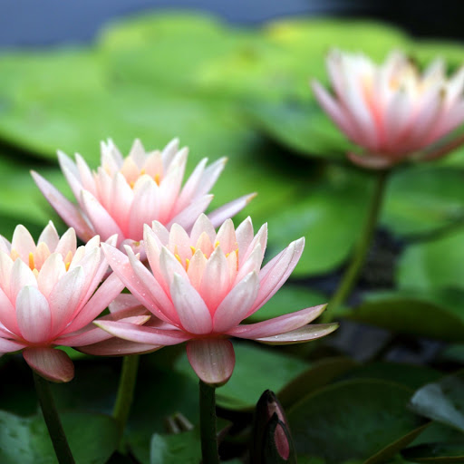 Hd-154125-ascw154125