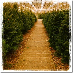ChristmasTreeFarm2012