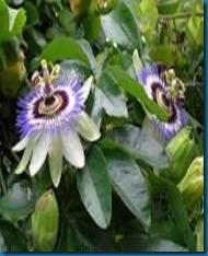 passionflower host for variegated fritillary caterpillar