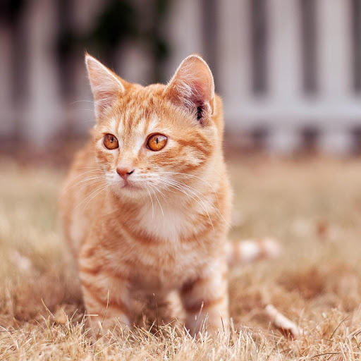 Hd-176565-ascw176565