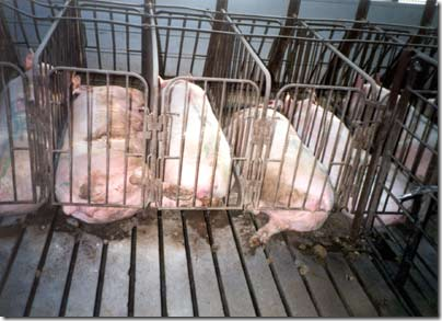Pigs - placed in small crates that make it impossible for them to lay down or turn around comfortably.