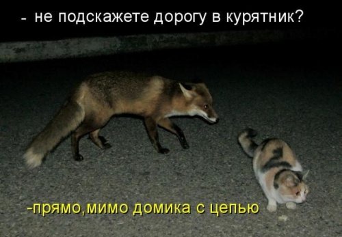 [1297989336_kotomatritsa-8%255B4%255D.jpg]