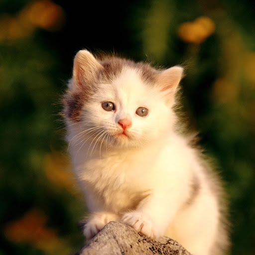 Hd-174228-ascw174228