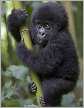 Gorila bebe - copia