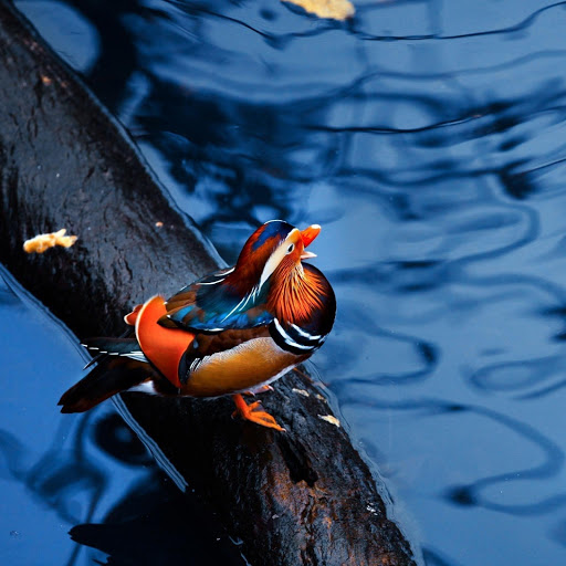 Hd-181183-ascw181183