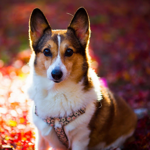 Hd-175905-ascw175905