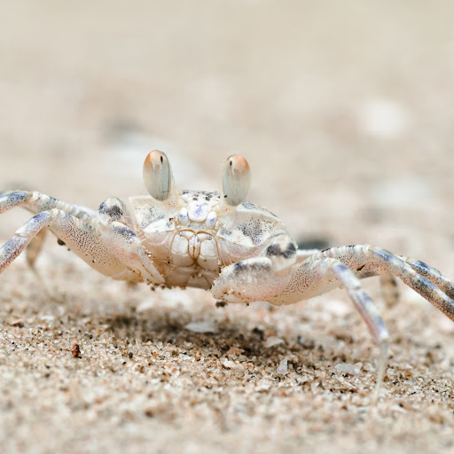 Hd-162607-ascw162607