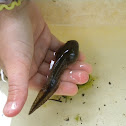 Tadpole