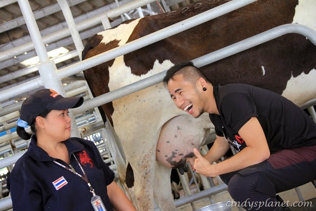 [Chok%2520Chail%2520Farm%2520Milking%255B2%255D.jpg.webp]