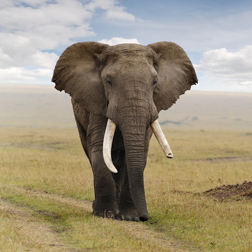 Hd-179936-ascw179936