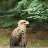 Adler im Wisentreservat bei Miedzydroje