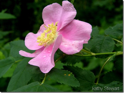 another wild rose flower