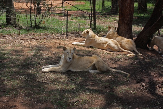 White Lioness, Lion Park Johannesburg