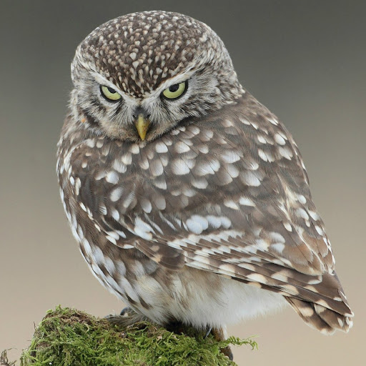 Hd-180087-ascw180087