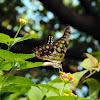 green-spotted triangle