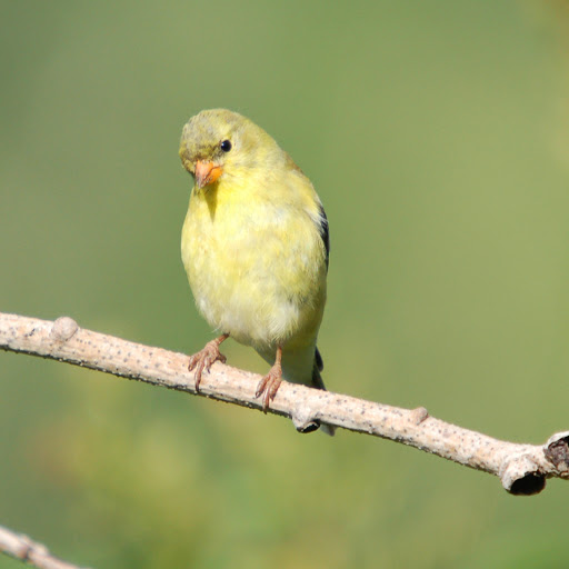 Hd-181297-ascw181297