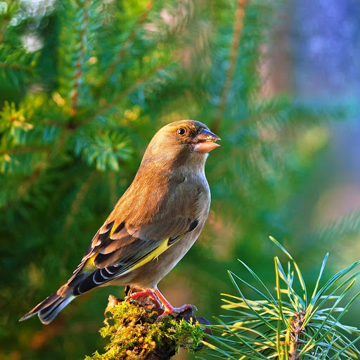 Hd-150786-ascw150786