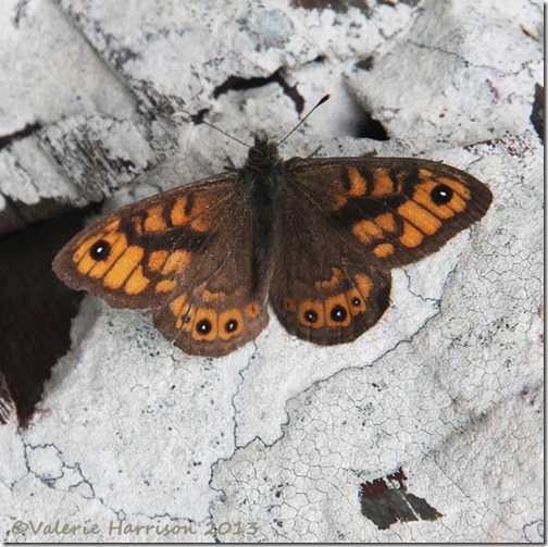 64-wall-butterfly
