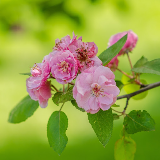 Hd-186322-ascw186322