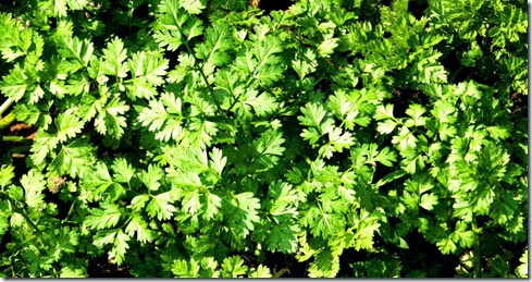 Chervil