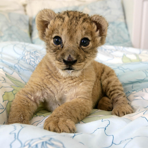 Hd-162429-ascw162429