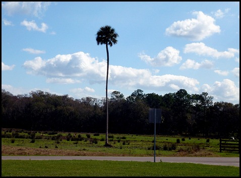 02e - Colt Creek State Park - lone palm