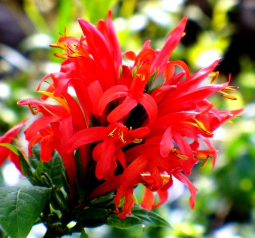 [Justicia%2520Red%255B2%255D.jpg]