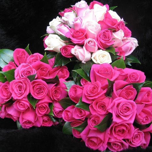 Hd-181211-ascw181211