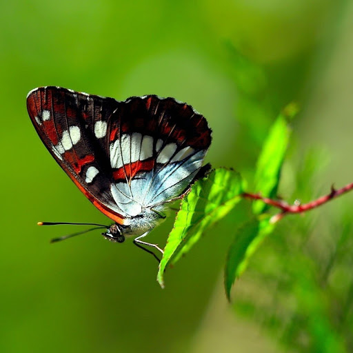 Hd-147823-ascw147823