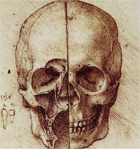 Los dibujos de Leonardo Da Vinci