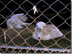 2011.11.12-006 chèvres des Rocheuses