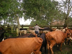 feed cows 027