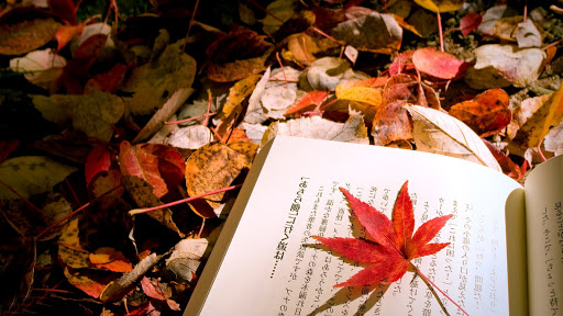Red Leaf on a Book Red Leaf on a Book