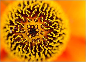 Helenium © Jed Wee