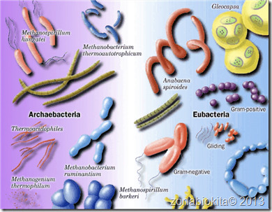 archaebacteria_vs_eubacteria