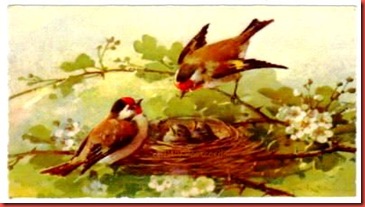 Passarinhos no ninho, cartão postal, Alemanha, década 1920