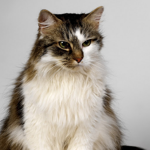 Hd-151998-ascw151998