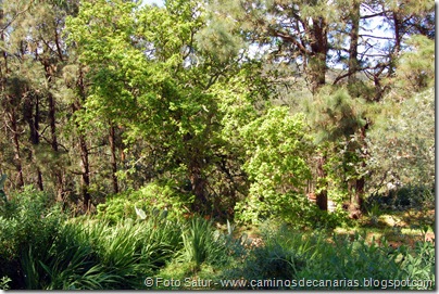 5469 La Laguna-Vueltas Acero-Firga(Roble) 5469 La Laguna-Vueltas Acero-Firga(Roble)