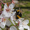 Buff-Tailed or Large Earth Bumblebee