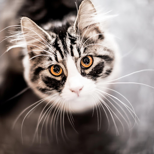 Hd-177543-ascw177543