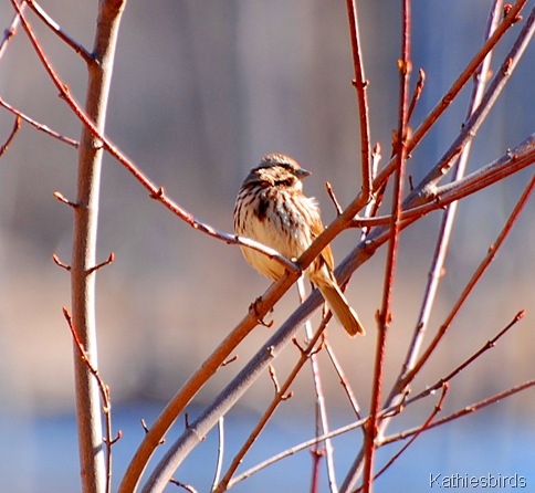 4. song sparrow-kab
