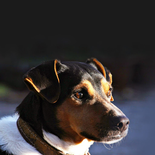 Hd-170373-ascw170373