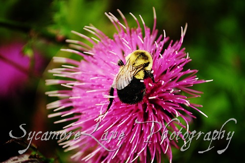 bee and thistle-2-w