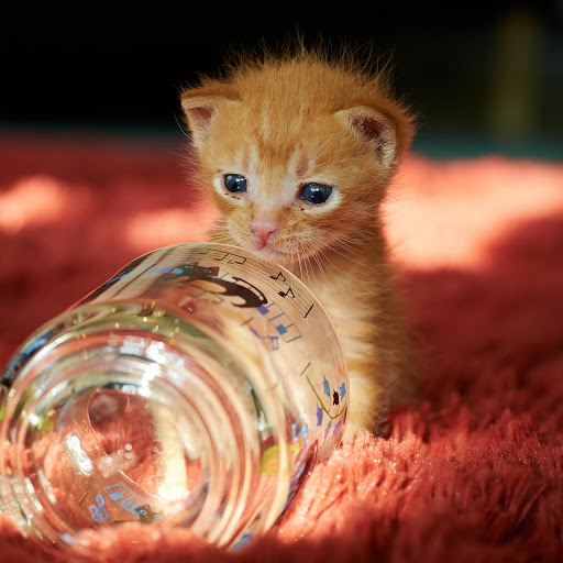 Hd-176678-ascw176678