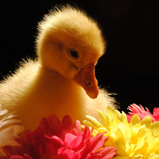 Hd-155638-ascw155638