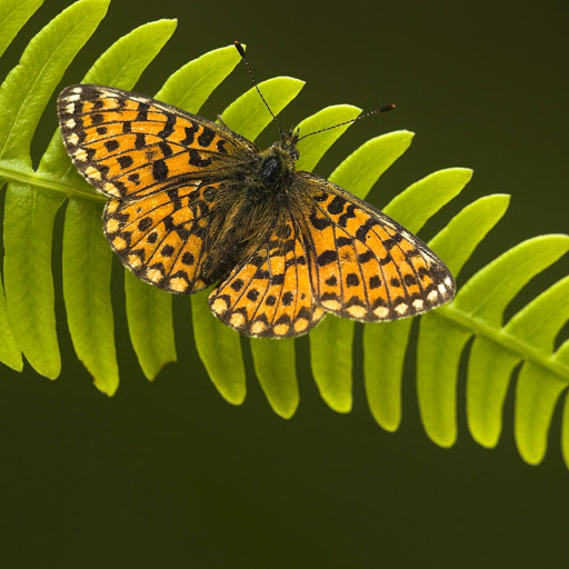 Hd-180312-ascw180312