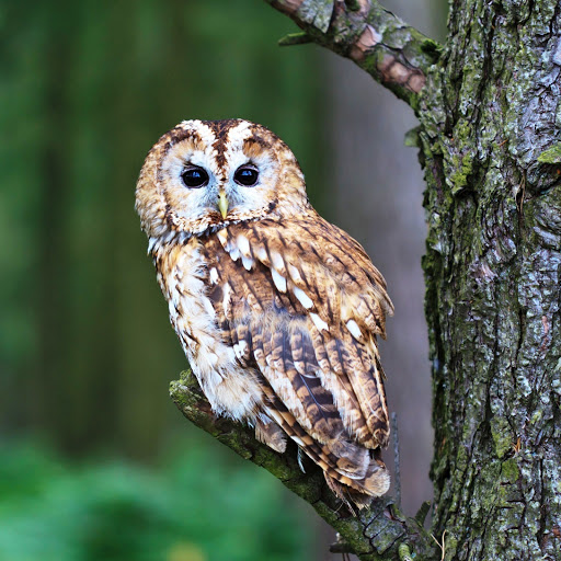 Hd-150783-ascw150783