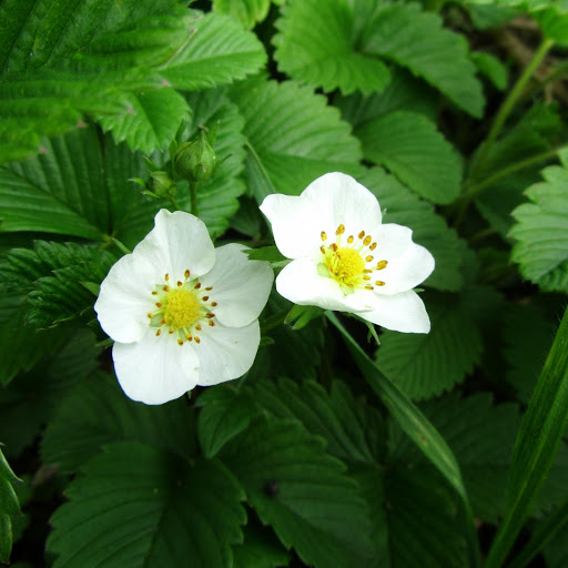 Hd-177496-ascw177496